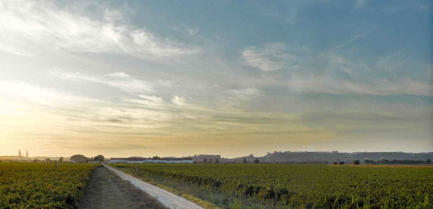 Quinta do Casal Monteiro vineyard