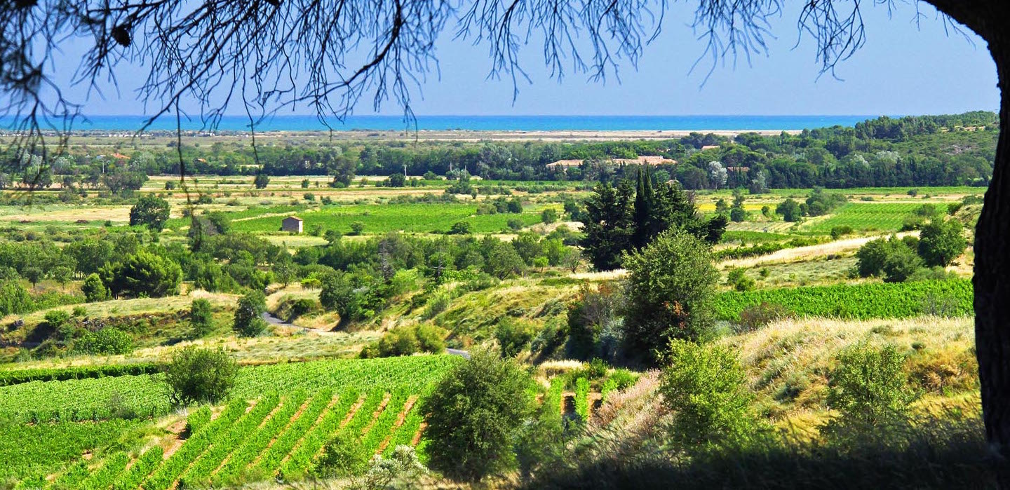 Van Ravenzwaaij Wine Languedoc Les Vignobles Foncalieu