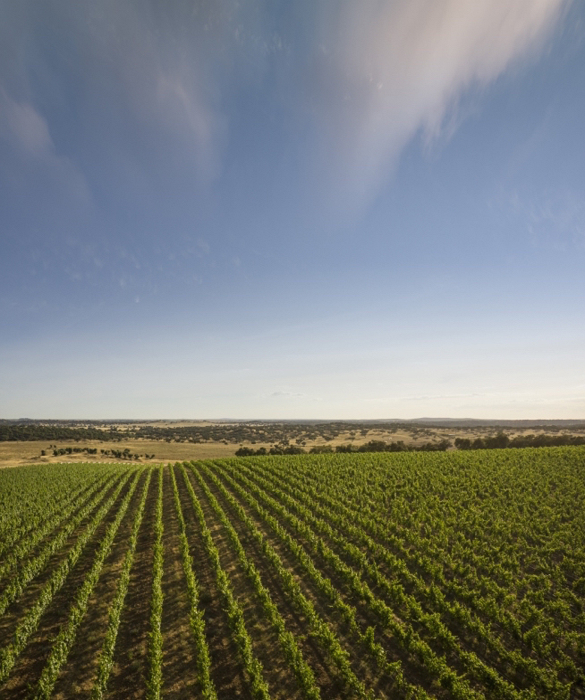 Herdade do Freixo vineyards