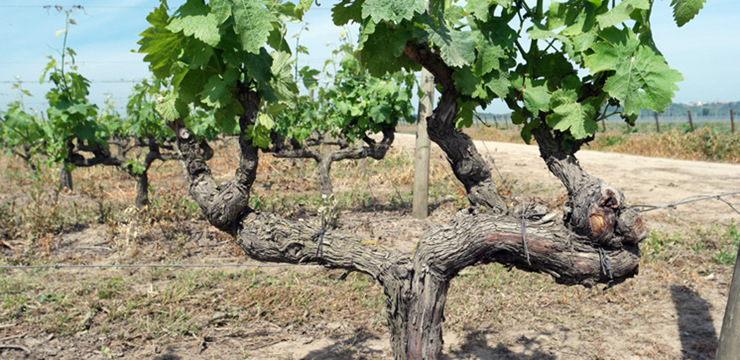 quinta do casal monteiro vineyards