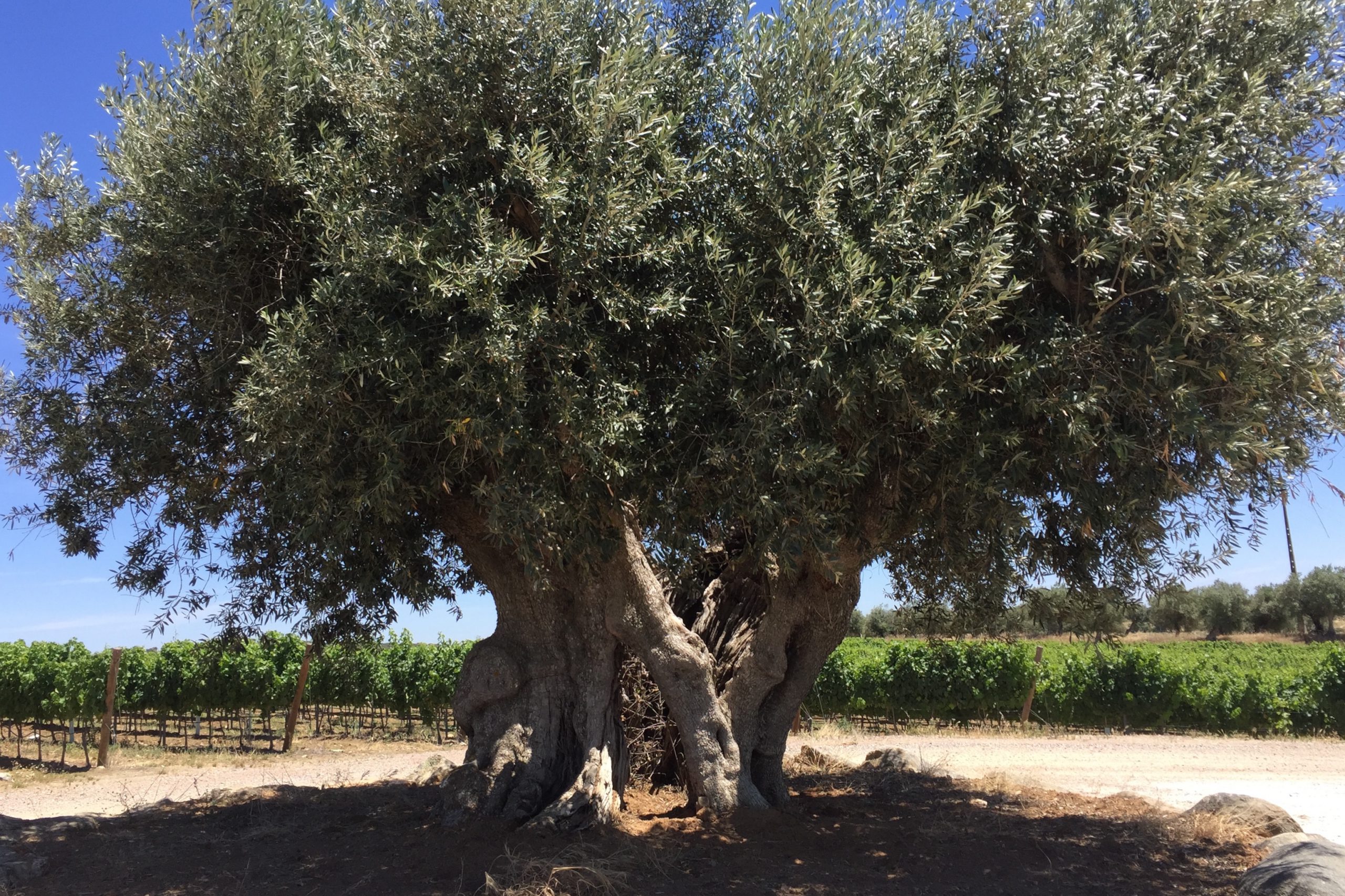 Herdade do Freixo Olive Tree 2000 years old
