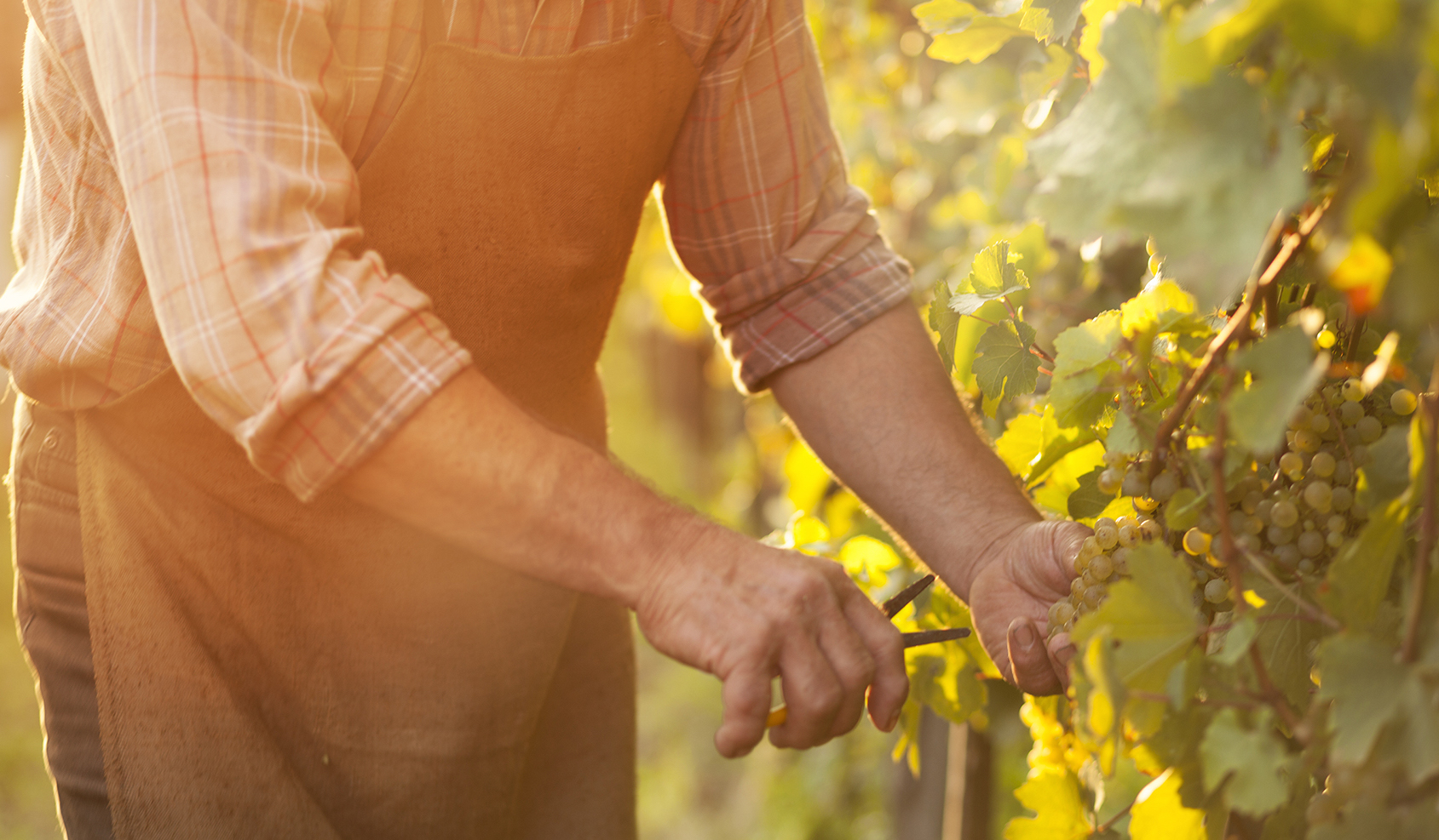 Herdade do Freixo autumn harvest