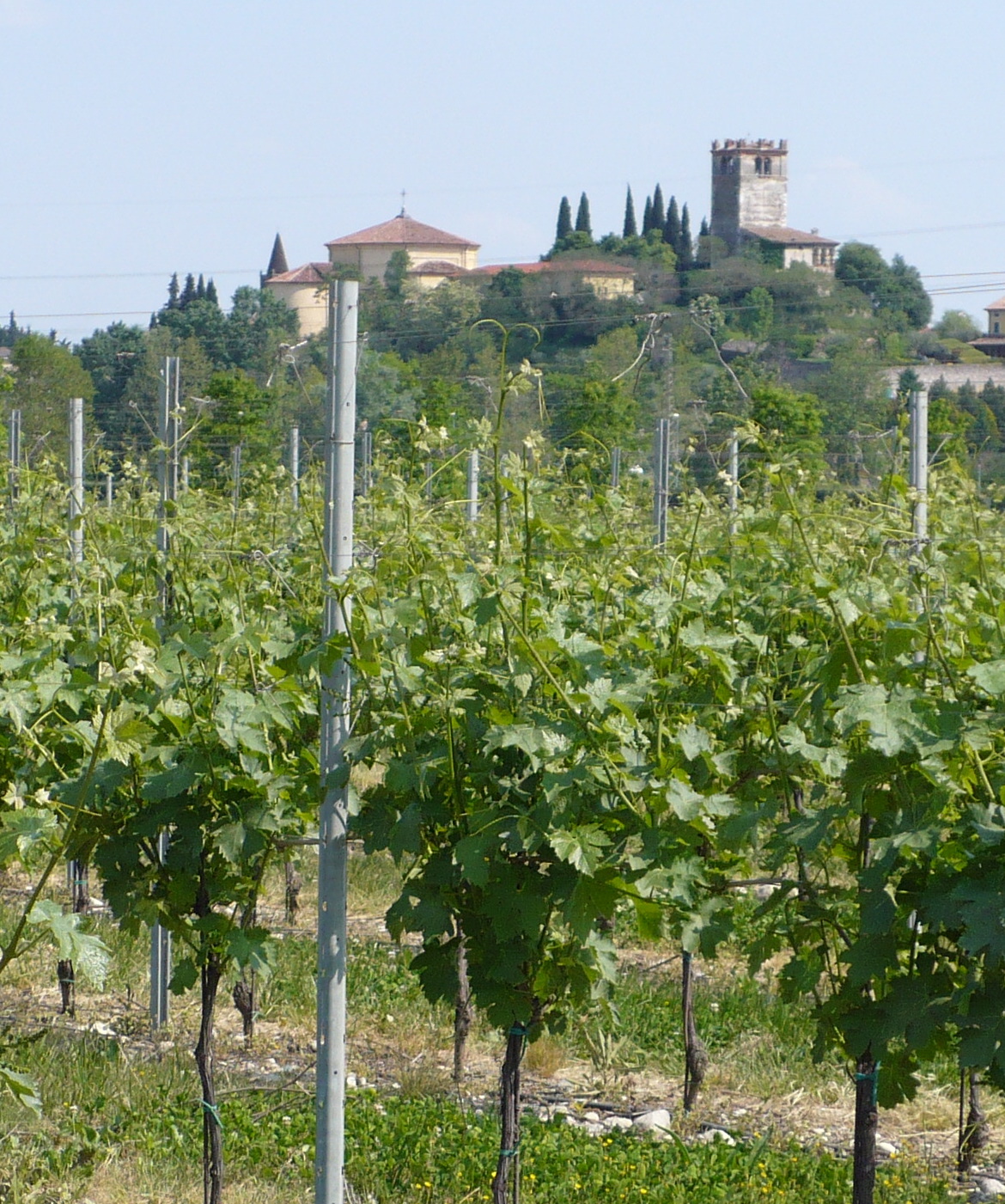 Cantina Castelnuovo Del Garda