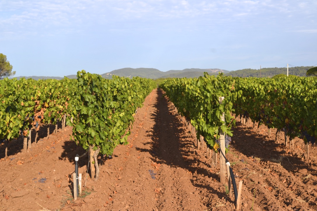 omaine des Feraud Vines Vineyard