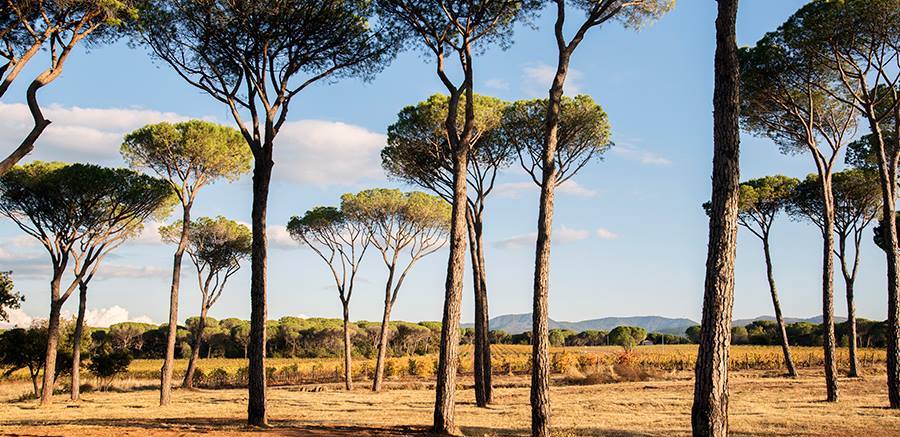 Domaine des Feraud threes