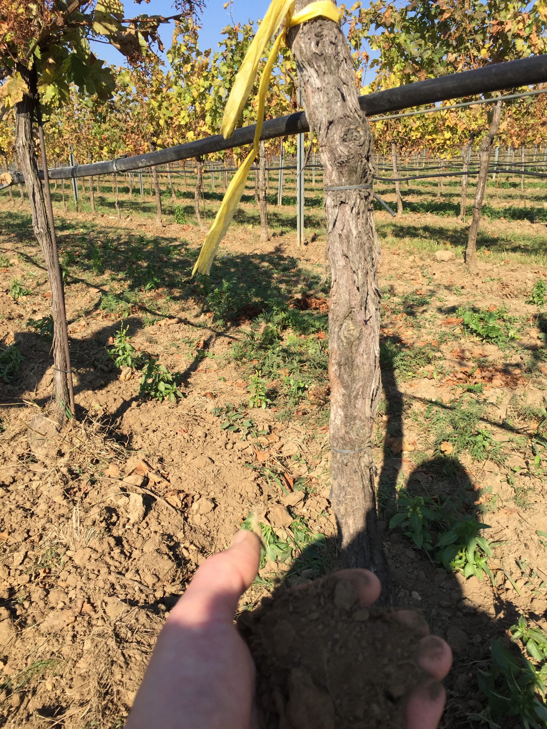 Weingut Mittelbach Rosshimmel soil