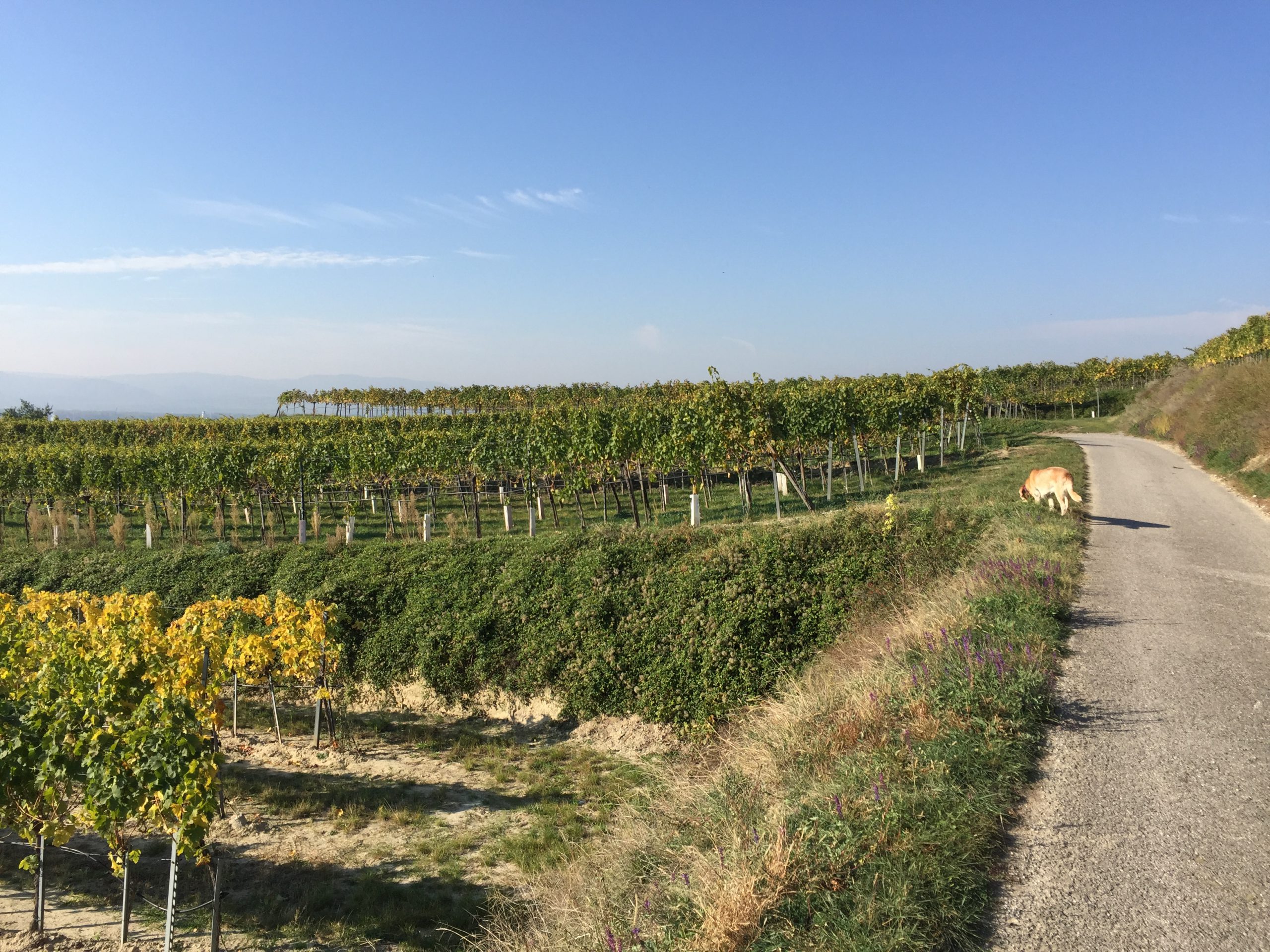 Weingut Mittelbach vineyards
