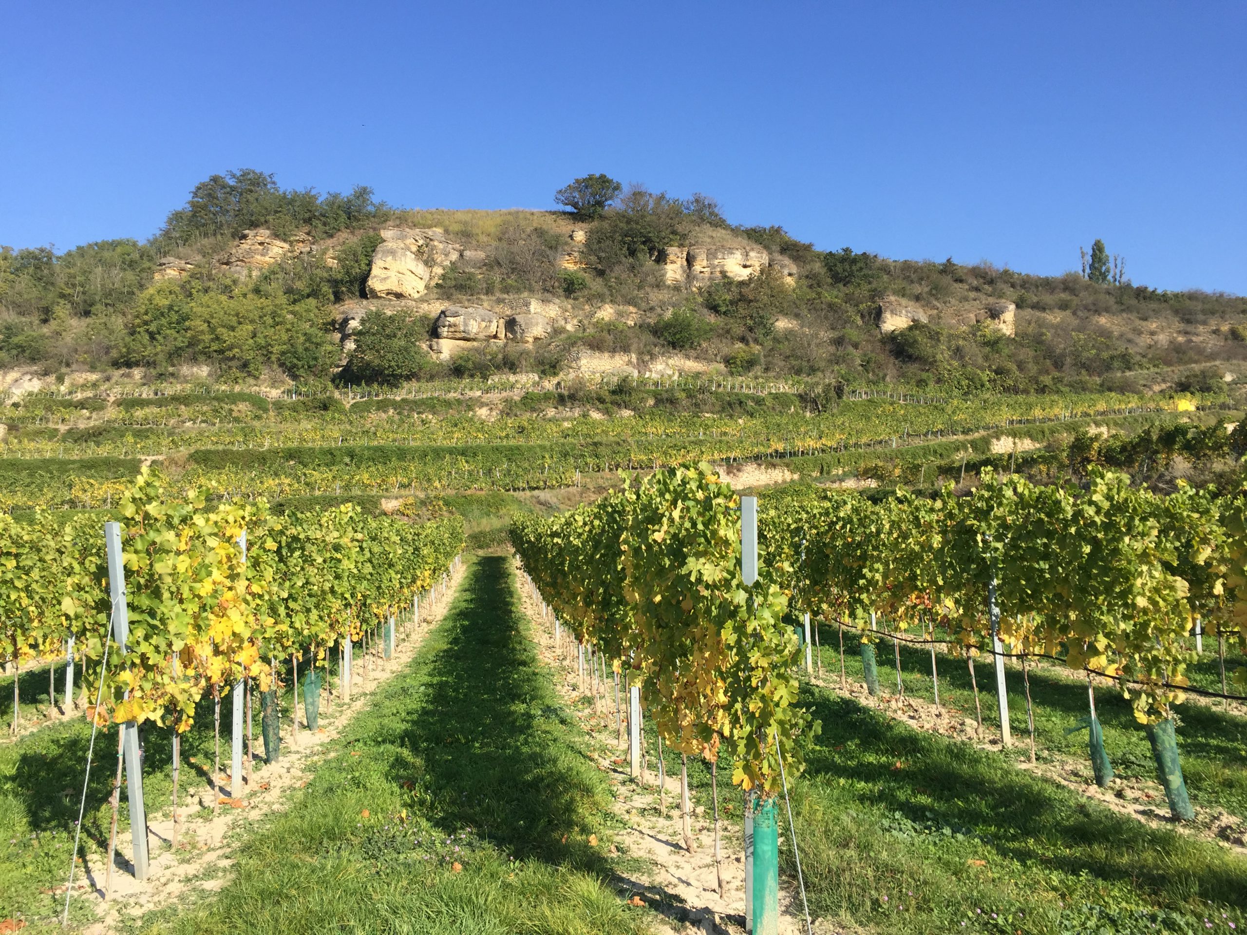 Weingut Mittelbach vineyards