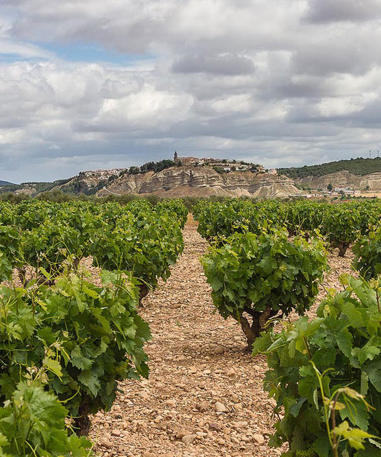 Bodegas ALCONDE vineyards